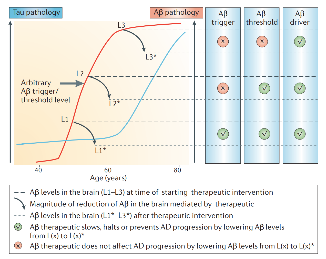 amyloid hypothesis